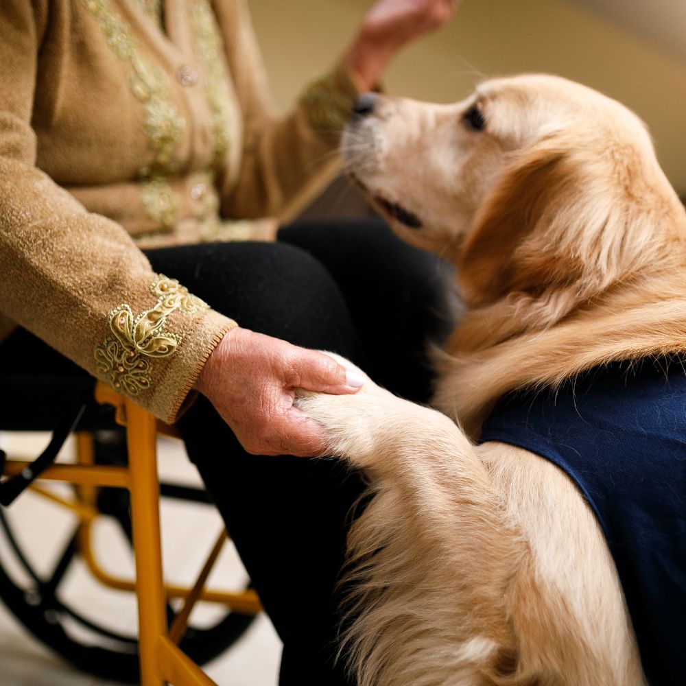 Symbolbild Tiergestützte Therapie – Heilung durch die besondere Mensch-Tier-Beziehung